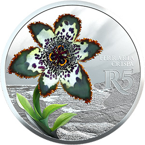 Sterling Silver Starfish Lily